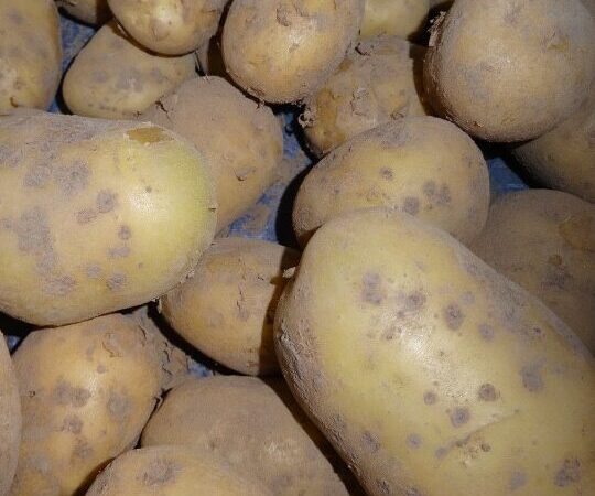 Pommes de terre Ditta : utilisation optimale pour vos plats !