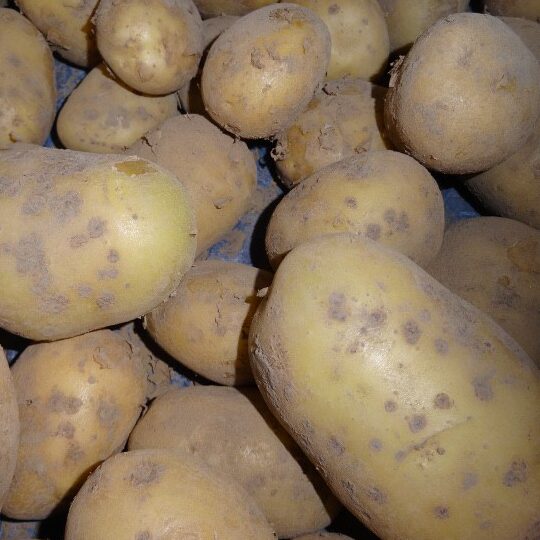 Pommes de terre Ditta : utilisation optimale pour vos plats !
