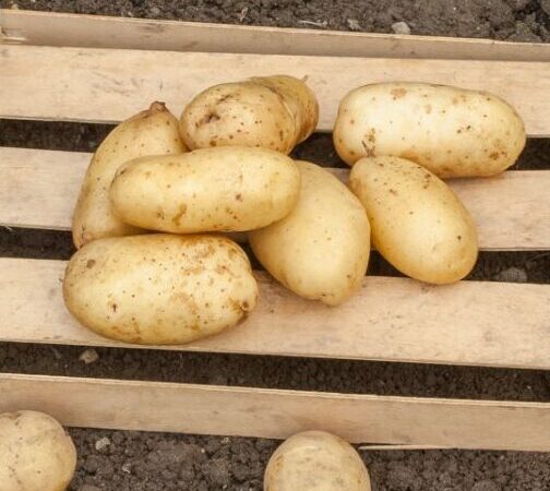 Pommes de terre Sirtema Utilisation : Maximisez Vos Recettes !