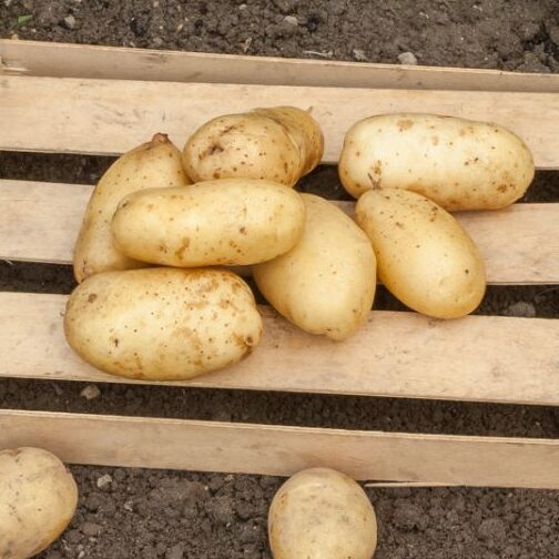 Pommes de terre Sirtema Utilisation : Maximisez Vos Recettes !