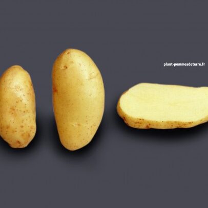 Pommes de terre Spunta utilisation : Découvrez ses multiples avantages !