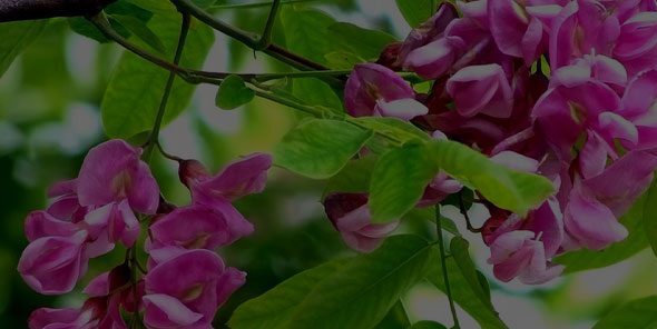 Robinier faux acacia utilisation : Avantages et applications pratiques
