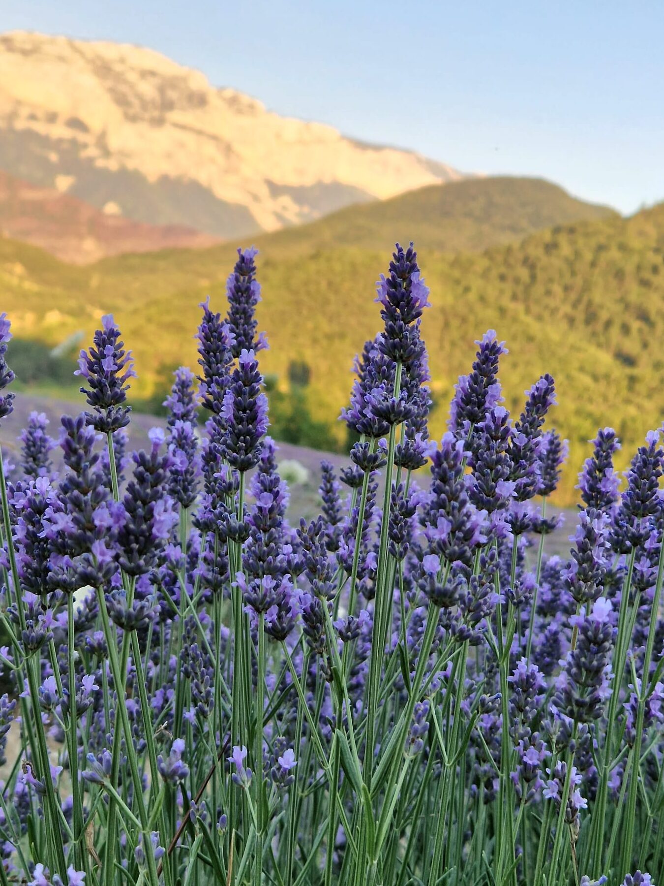 Romarin à camphre utilisation : Découvrez ses bienfaits pratiques !