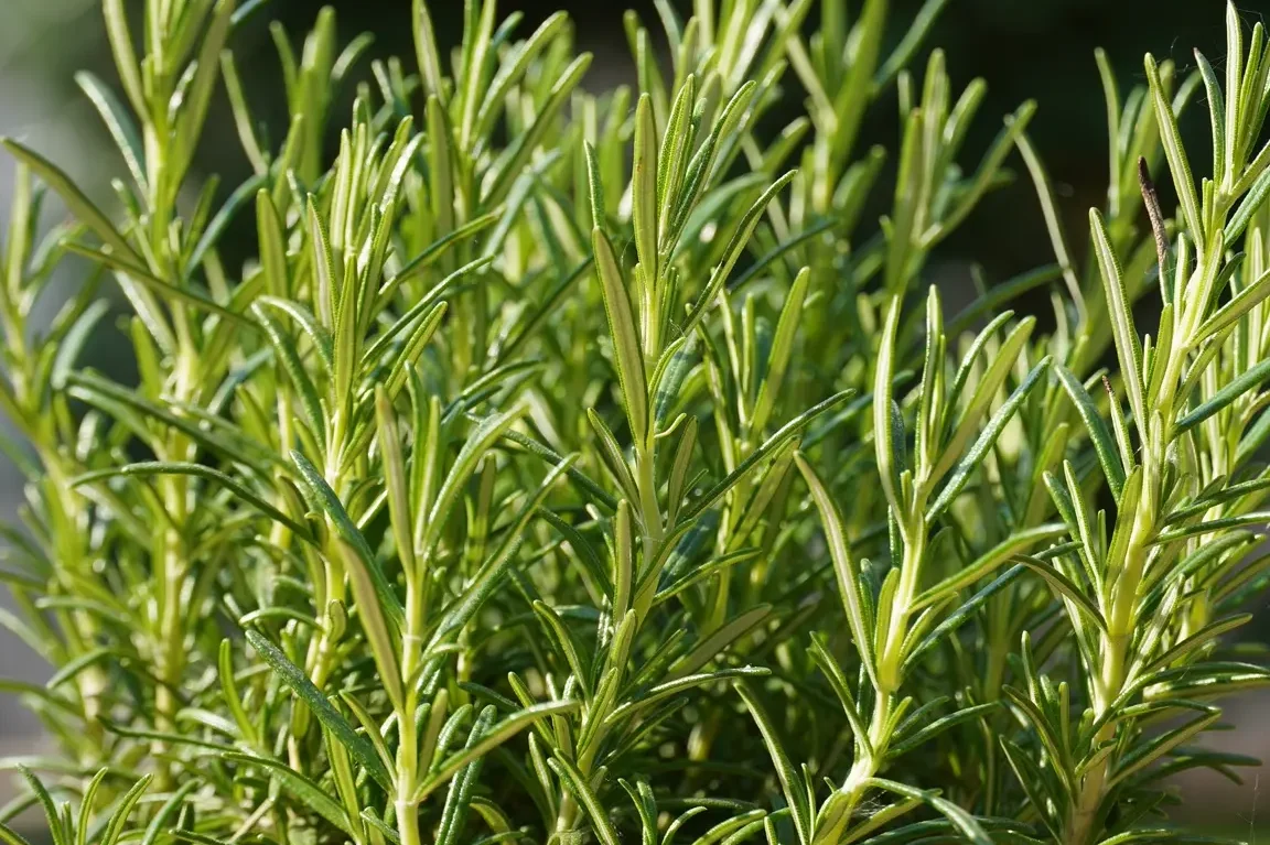 Romarin Camphre Utilisation : Découvrez ses Bienfaits Essentiels !