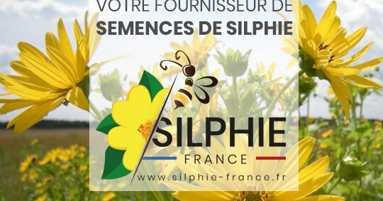 Silphie Utilisation : Découvrez Comment Maximiser Ses Bienfaits !