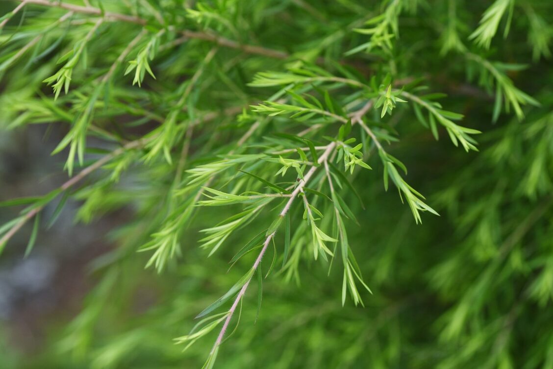 Tea Tree Utilisation Peau : Découvrez ses Bienfaits Incontournables !
