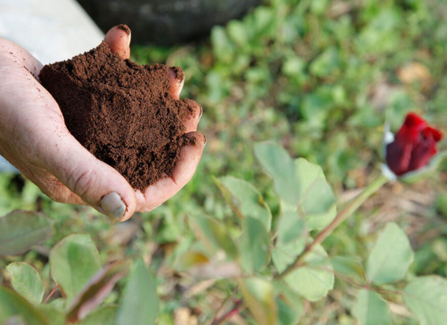 Utilisation du marc de café au jardin : Transformez votre espace vert !