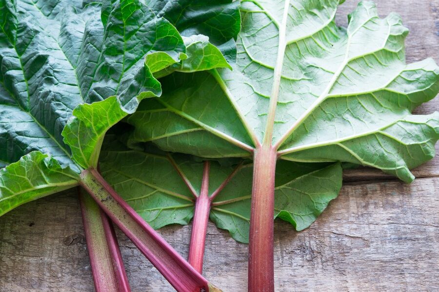 Utilisation purin de rhubarbe : Guide d&rsquo;application efficace et bénéfique