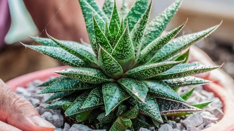 Utiliser Aloe Vera : Guide Pratique pour Tous les Usages !