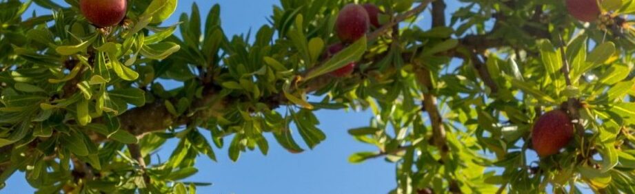 Utiliser huile d&rsquo;argan : Astuces et bienfaits incontournables