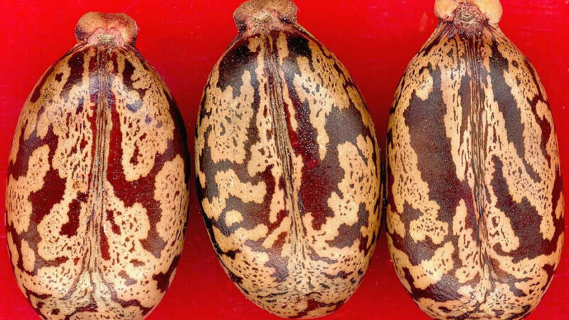 Utiliser l&rsquo;huile de ricin pour les cheveux : Guide Pratique et Efficace