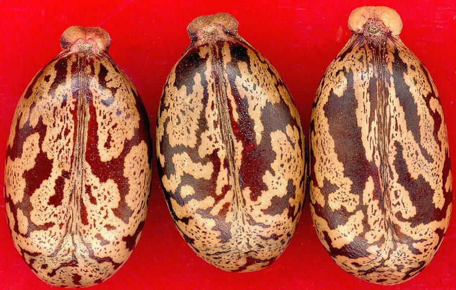Utiliser l&rsquo;huile de ricin pour les cheveux : Guide Pratique et Efficace