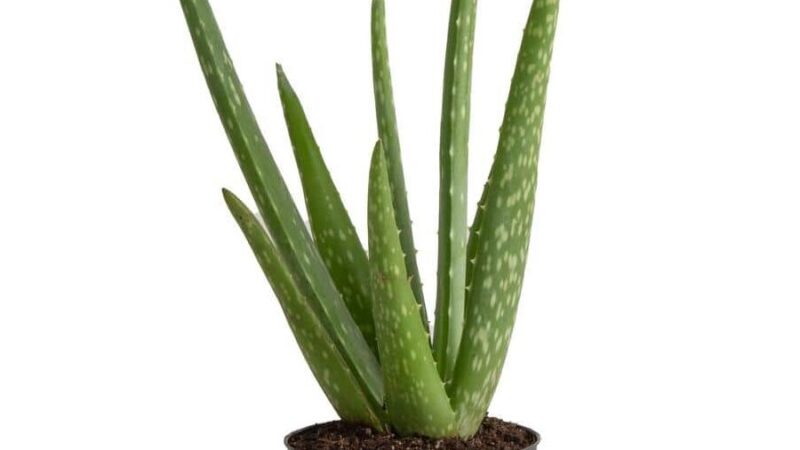 Utiliser plante aloe vera : 10 astuces pour en tirer profit