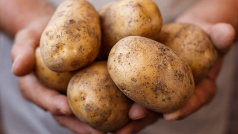Variété pomme de terre Lady Christl : utilisation optimale et astuces