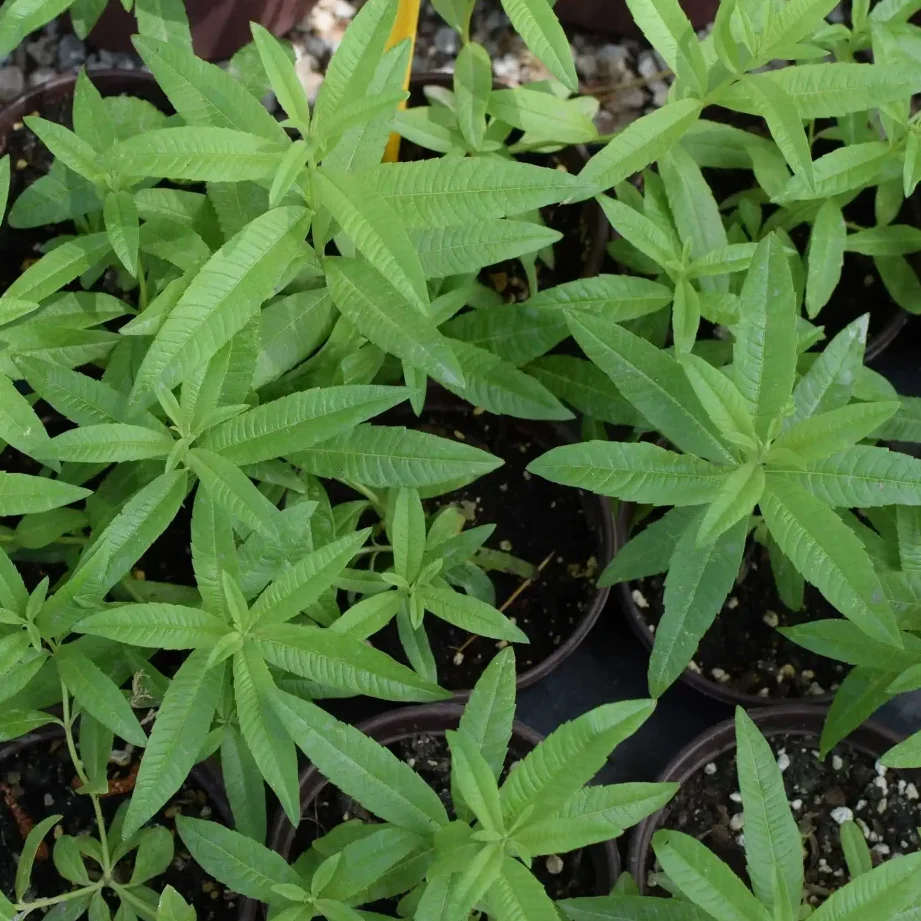Verveine Citronnelle Utilisation : Découvrez ses Bienfaits Essentiels!
