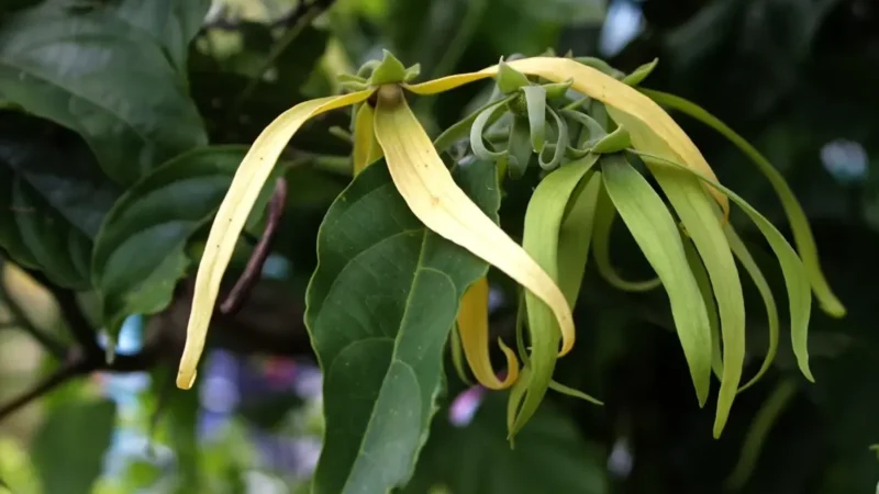 Ylang-Ylang Utilisation : Découvrez ses Bienfaits et Applications !