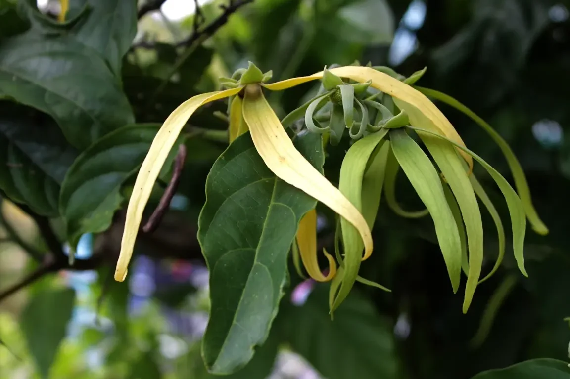 Ylang-Ylang Utilisation : Découvrez ses Bienfaits et Applications !